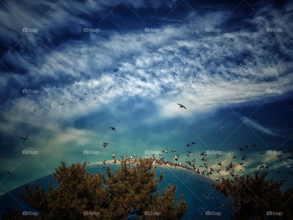 Pigeons on the dome of an inflatable tennis building 
