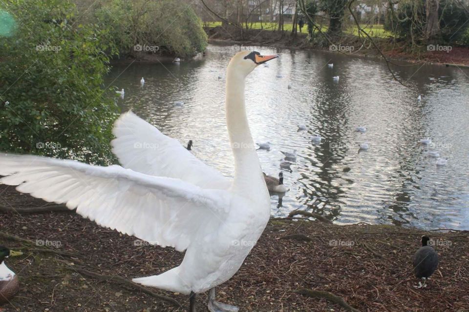 Swan on Wardown  lake