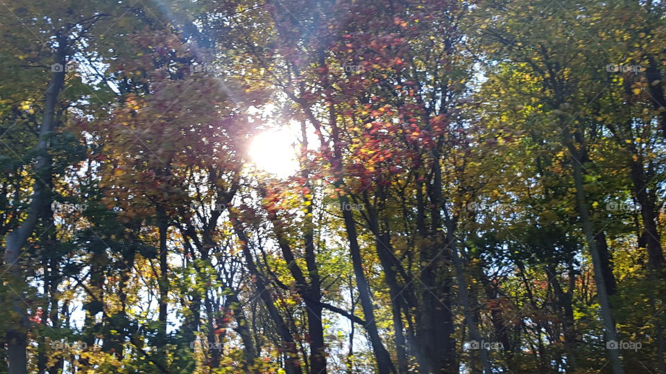 sunlight through trees
