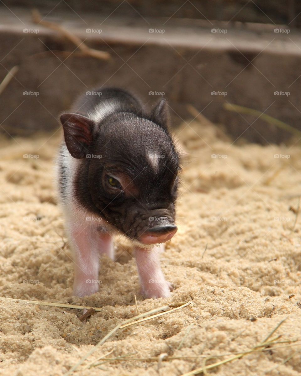 Baby pig