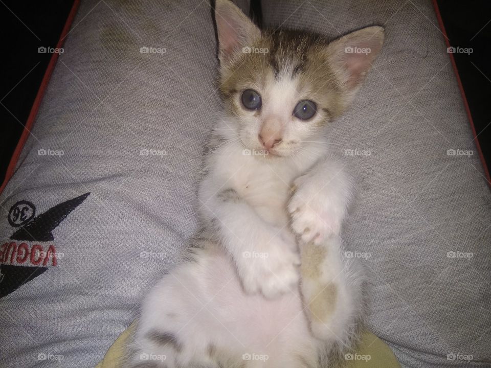 A cute kitten of cat!!