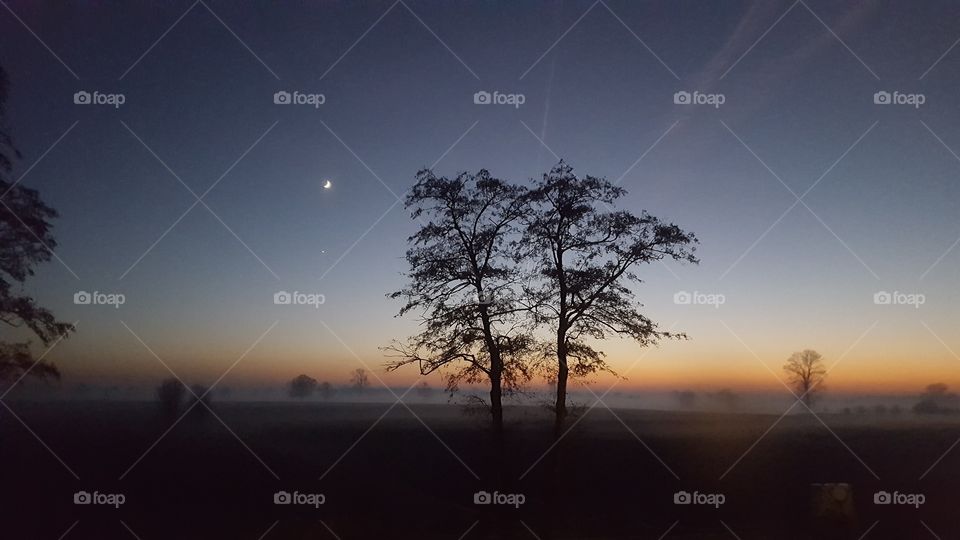 trees at undergoing sun, with fog