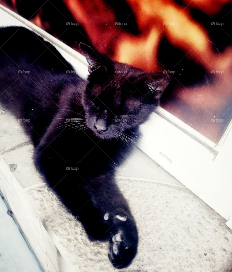 Cat outdoor street alone homeless day view kitten