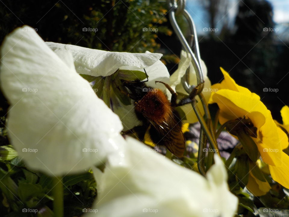 One of the first bumblebees this spring 😍