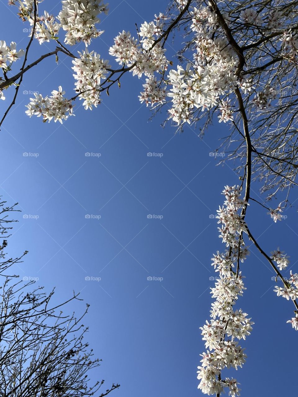 Beautiful blossom tree