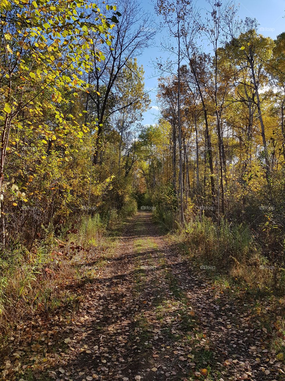 Pathway in autumn forest