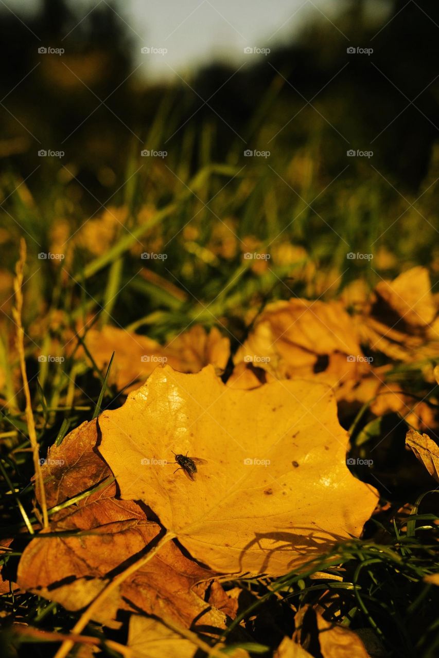 A fly sitting on a yellow maple leaf