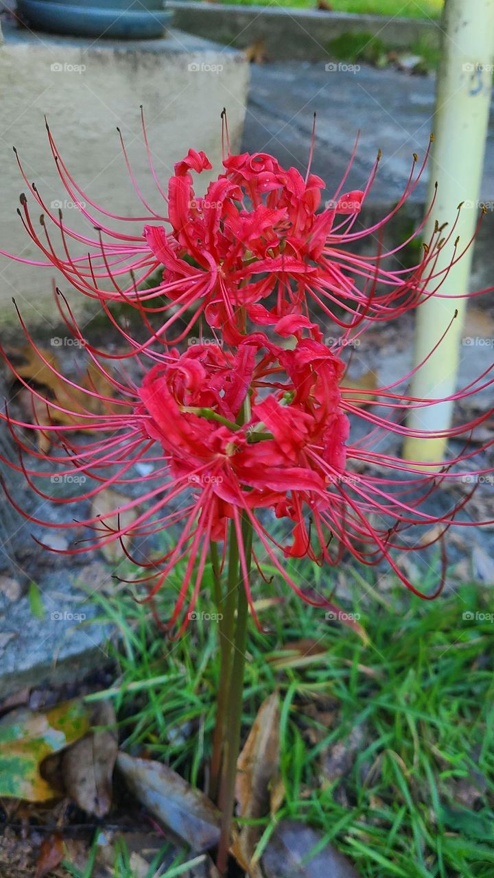 Red Spider Lily fall flowers