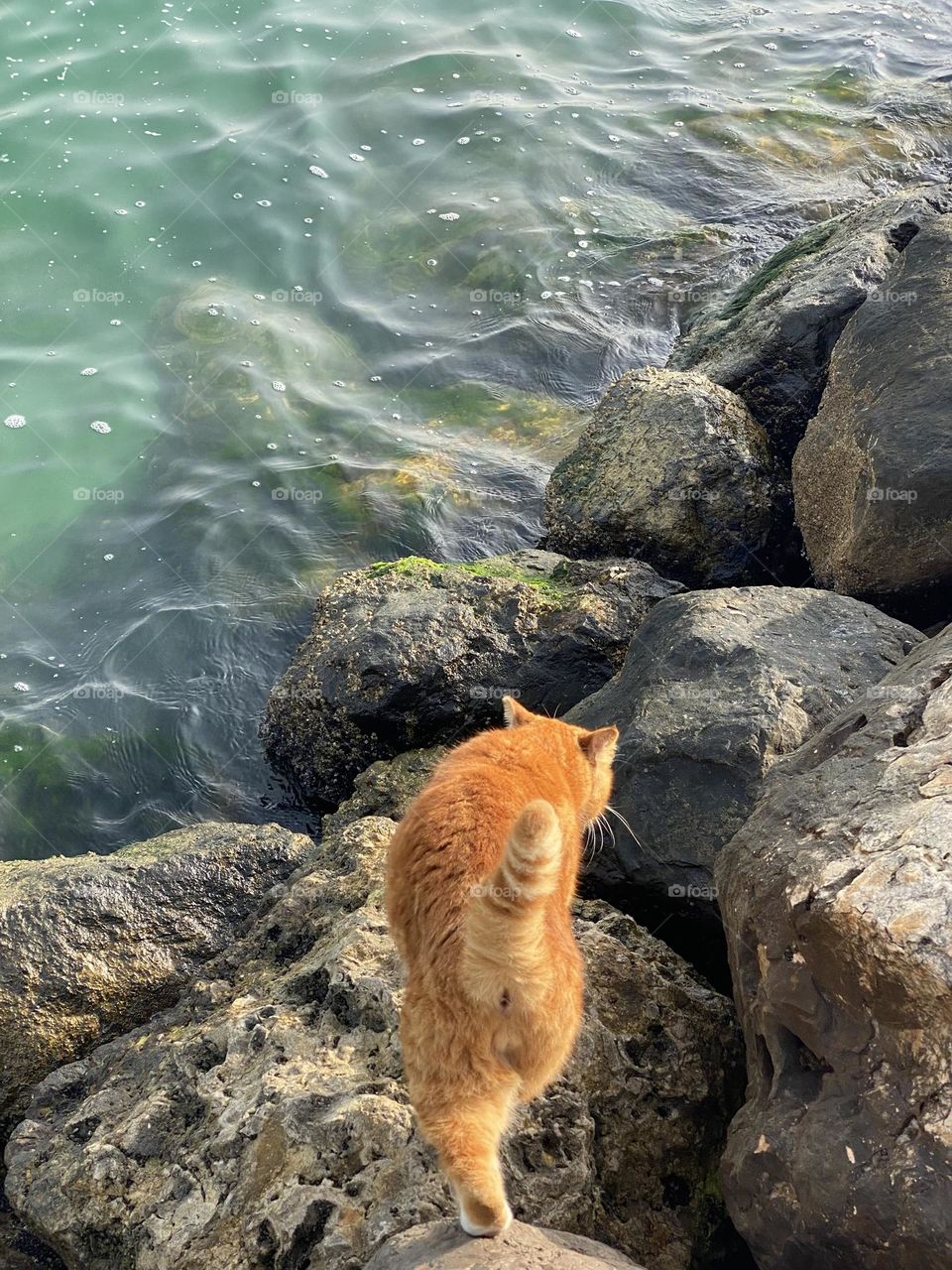 Cat and sea 🌊