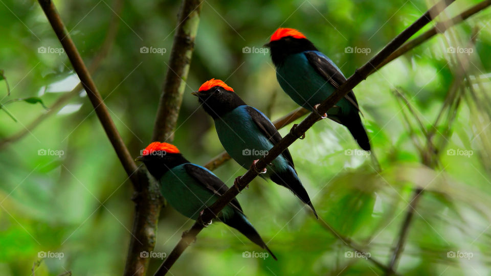 Birdwatching nella foresta pluviale