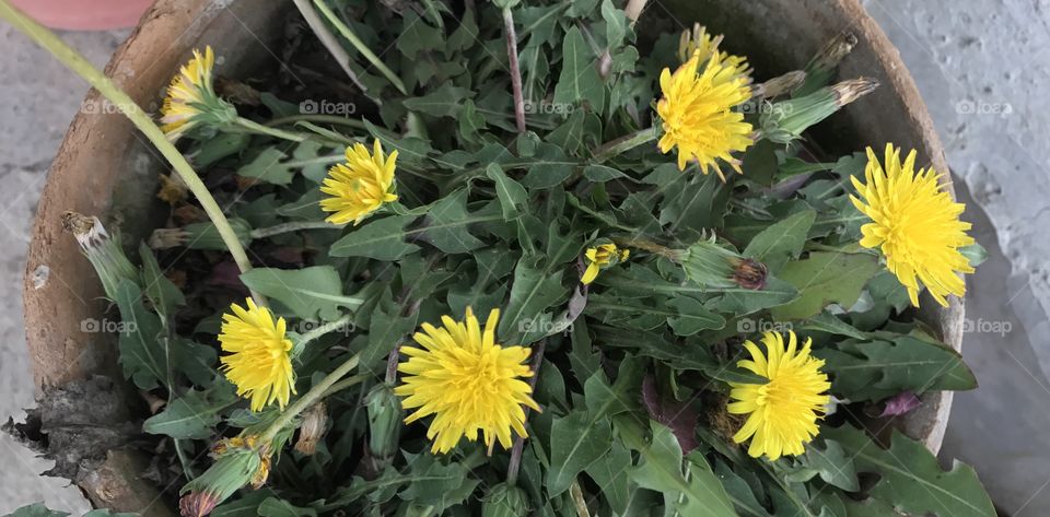 Dandelion Flowers 