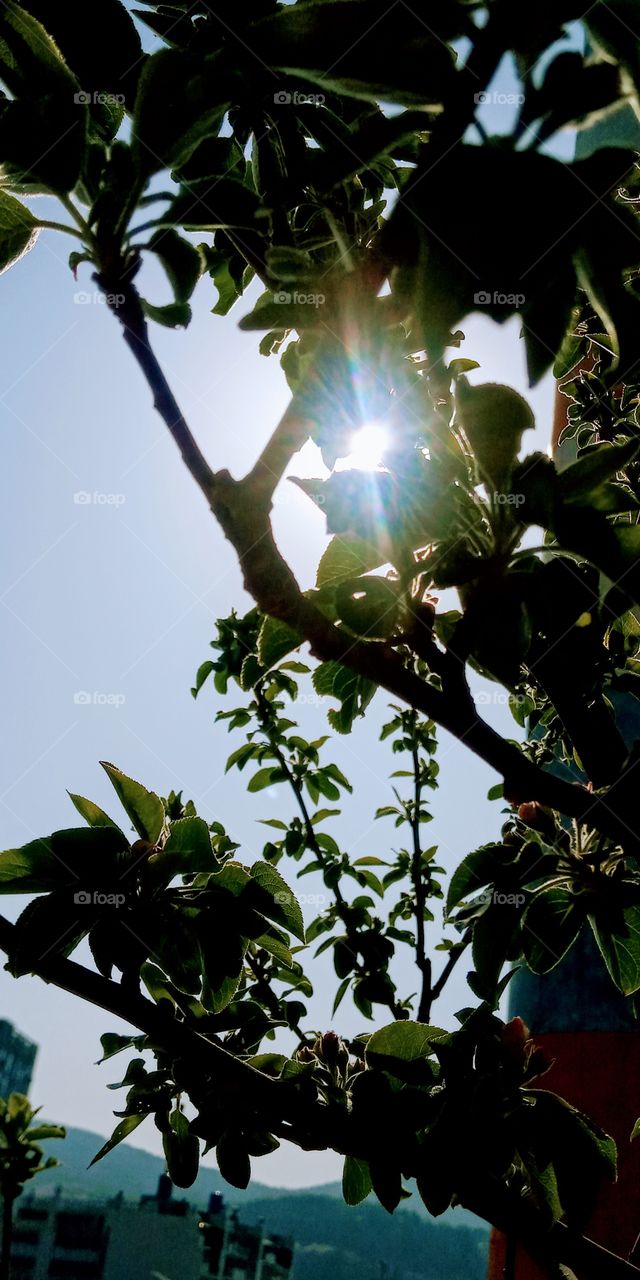 the sunshine filtering through green leaves