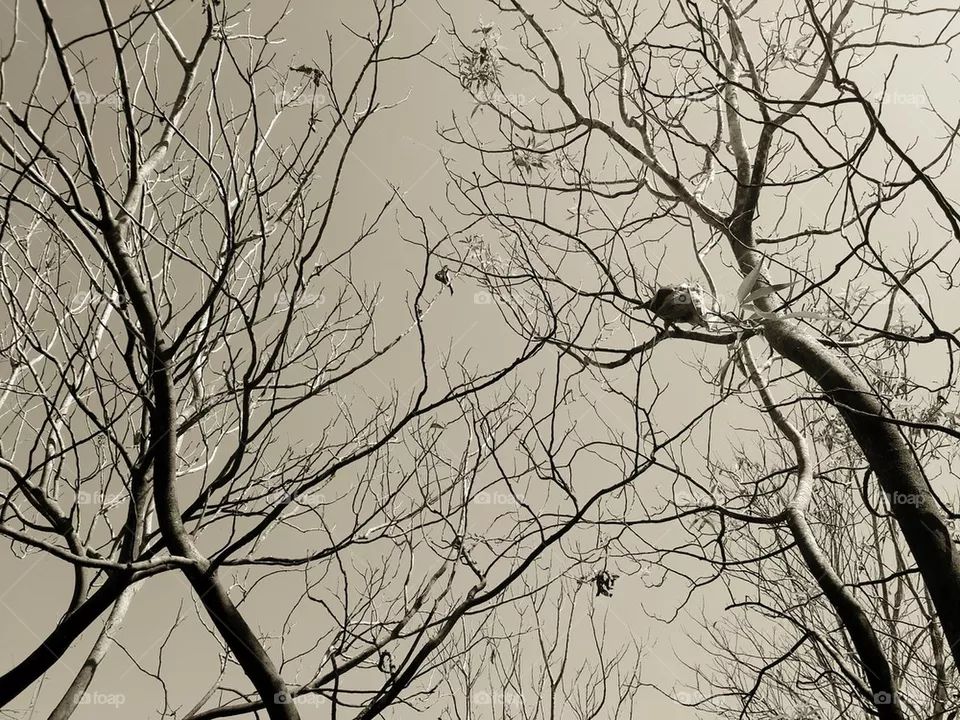 trees
