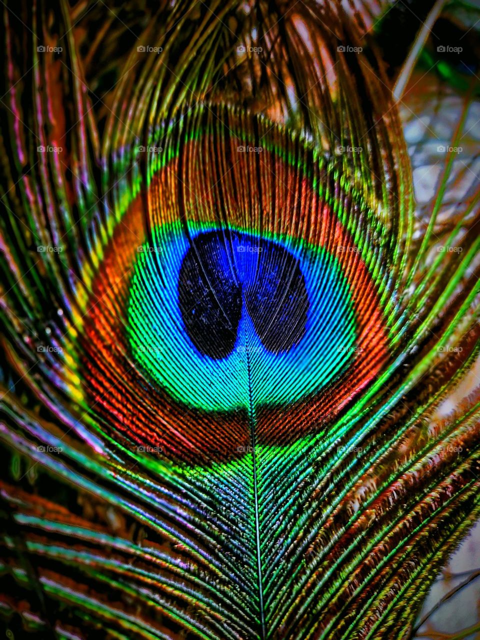 peacock feather