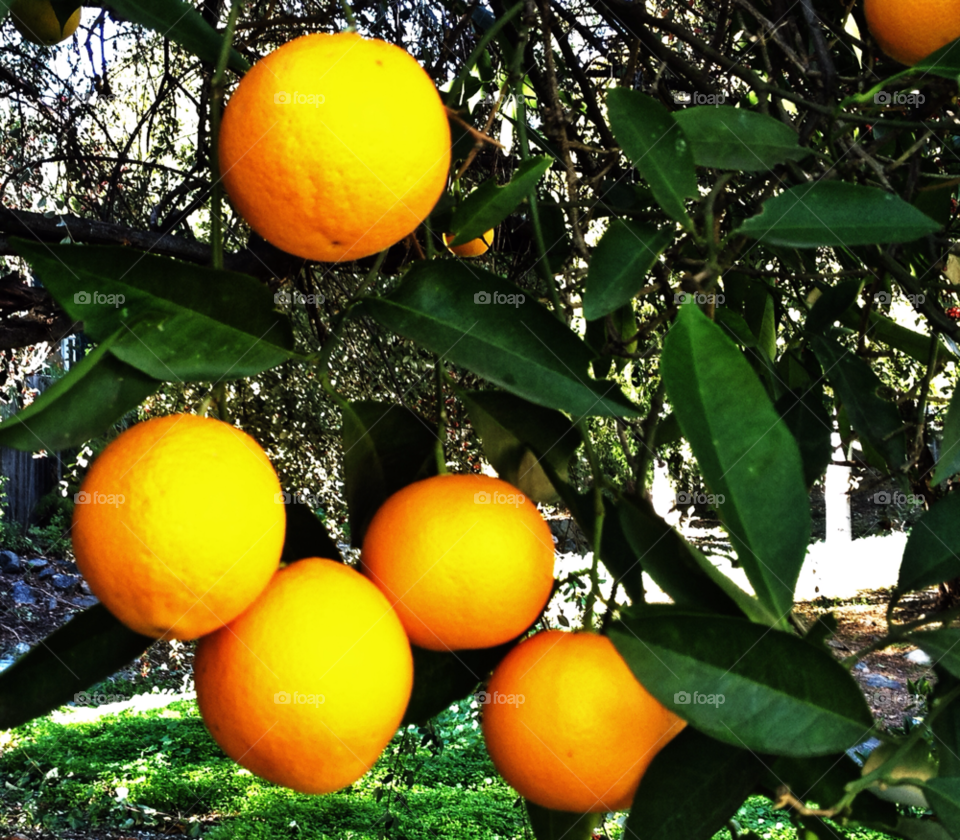 orange grove citrus california by threeboydad