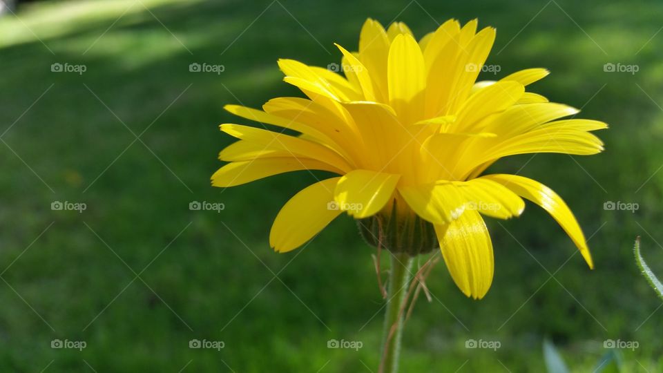 yellow petals