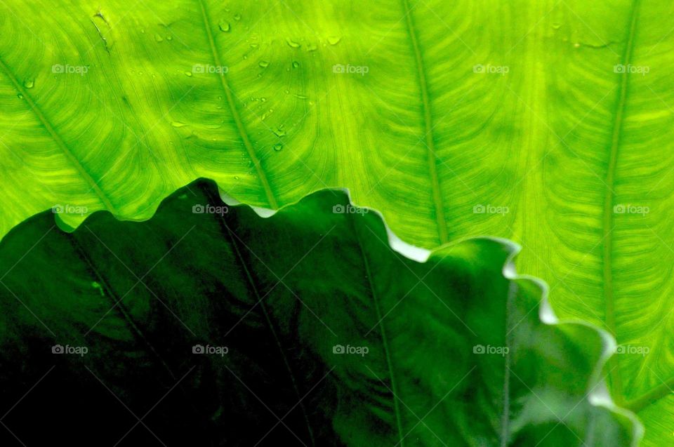 --The different green....