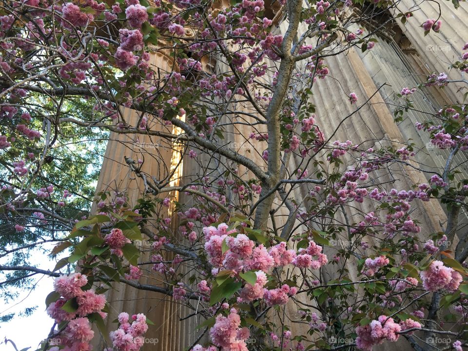 Pink flowers in from of stone columns 