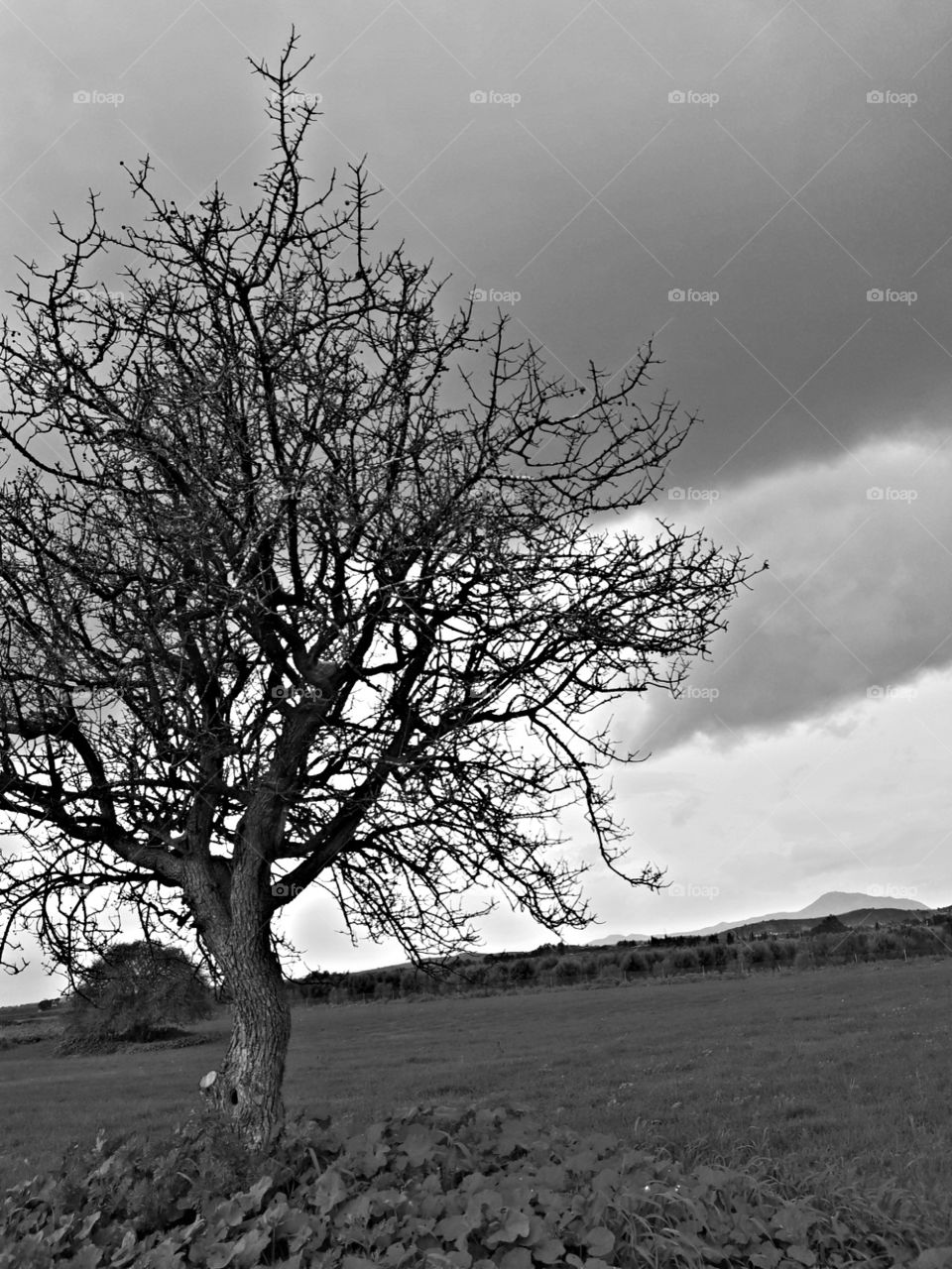 black wgite picture with nature death tree