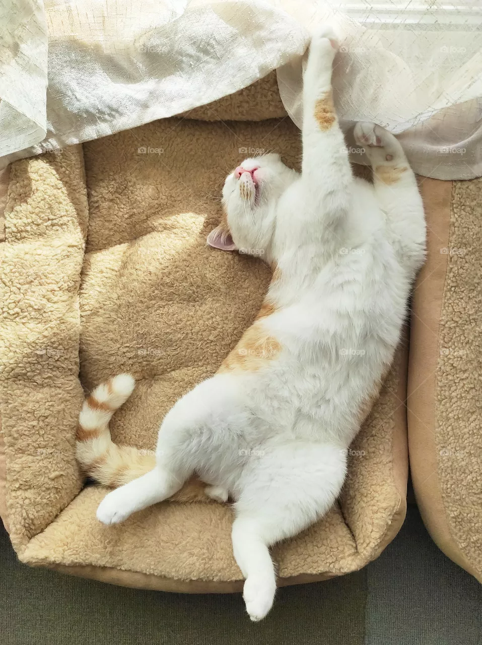 Cat sleeping in cat bed in a living room of a house. Flat lay top view photo.