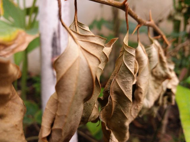 dryleef tree dry leaf 146@$