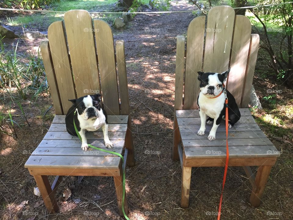 Pups somewhat patiently posing on chairs for a photo. Think they would rather go play or maybe sleep!