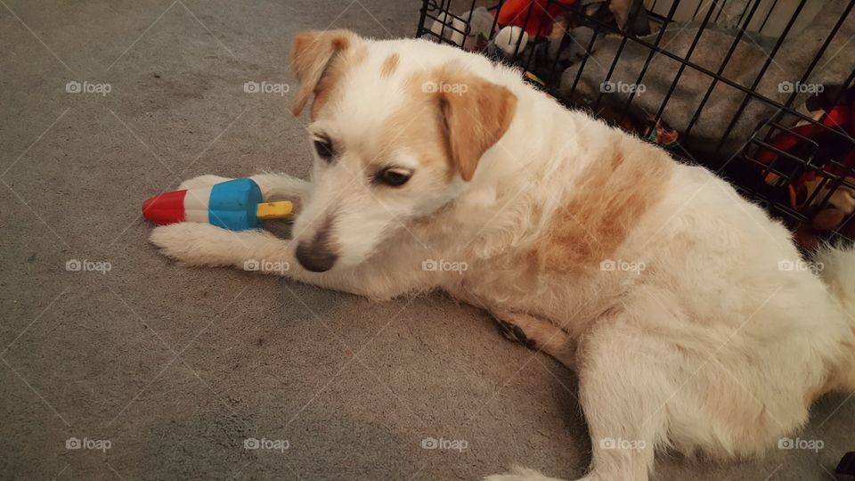 jack russell mix with bomb pop squeaky toy