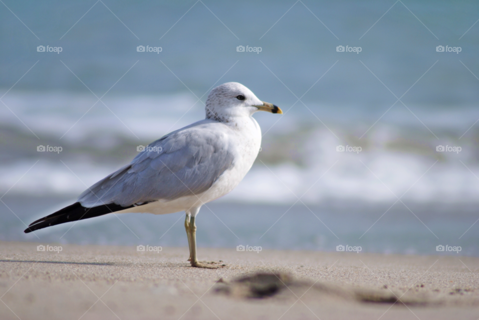 beach ocean bird gull by sher4492000