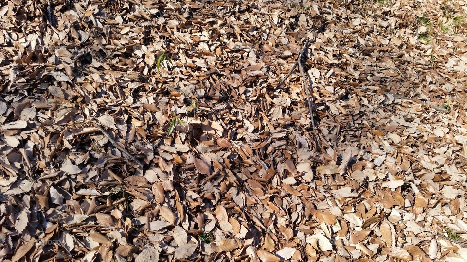 Many dead leaves