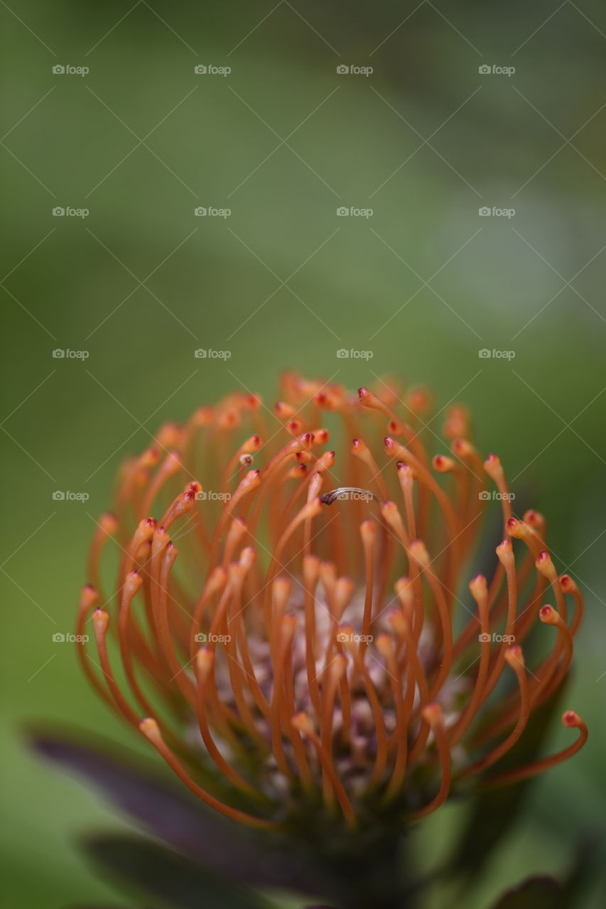 Closeup of Protea