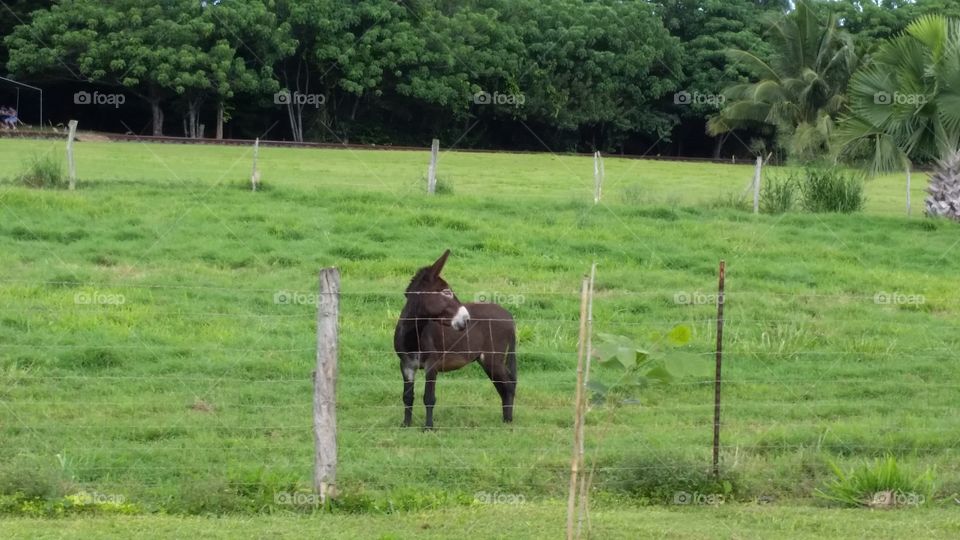 Little donkey