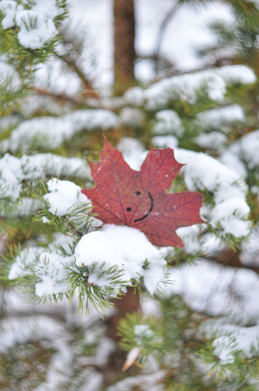 Maple leaves at winter