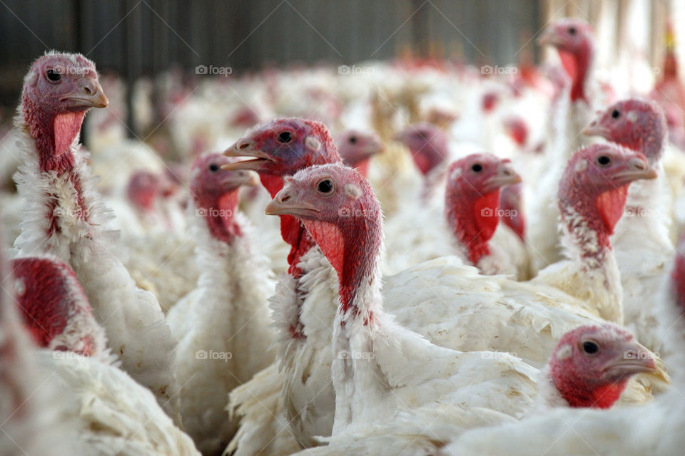 Flock of turkey birds on farm