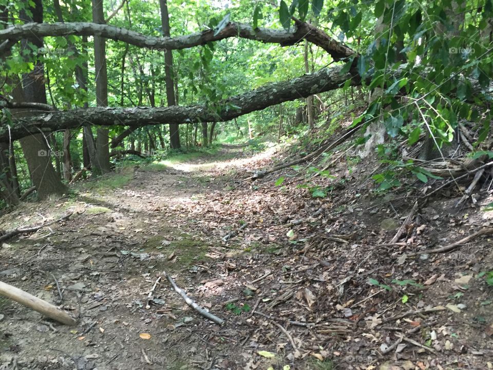 Wood, Nature, Landscape, Leaf, Tree