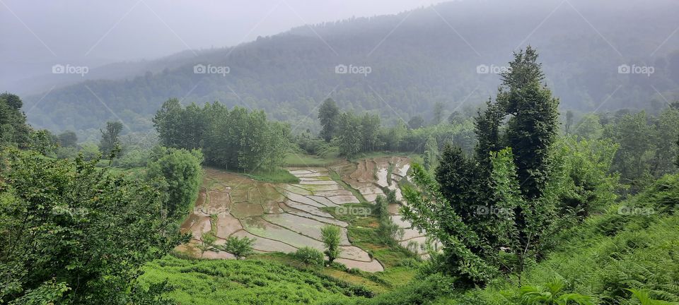 Rice farm in the heart of the mountains