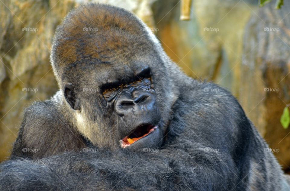 Close-up of Gorilla
