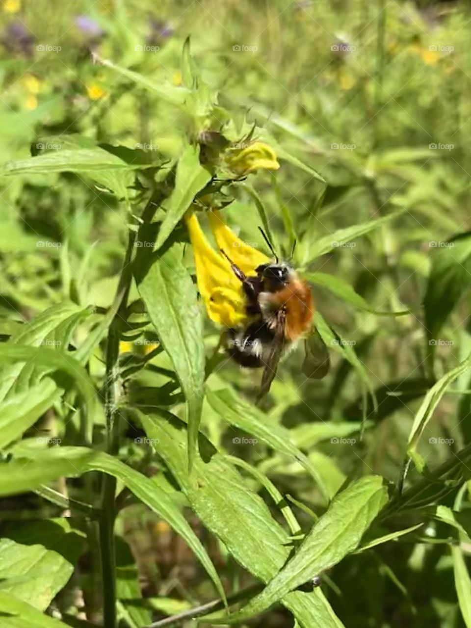 Bumblebee resting on a Melampyrum nemorosum in a forest clearing