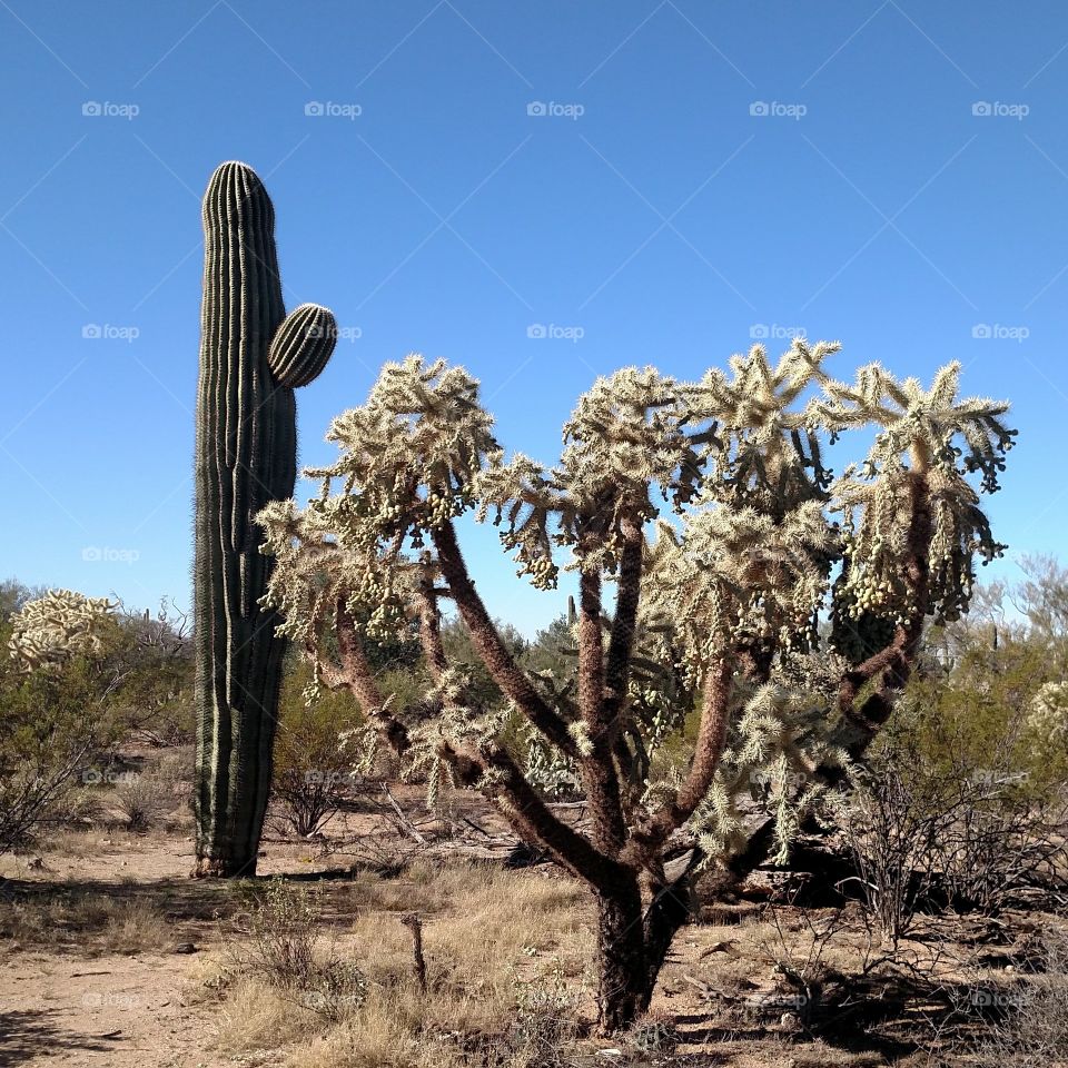 Saguaro National Park, AZ