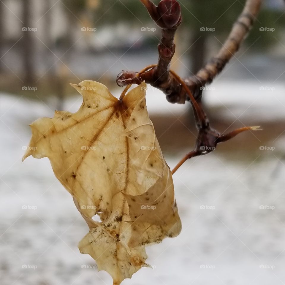 Single dried leaf