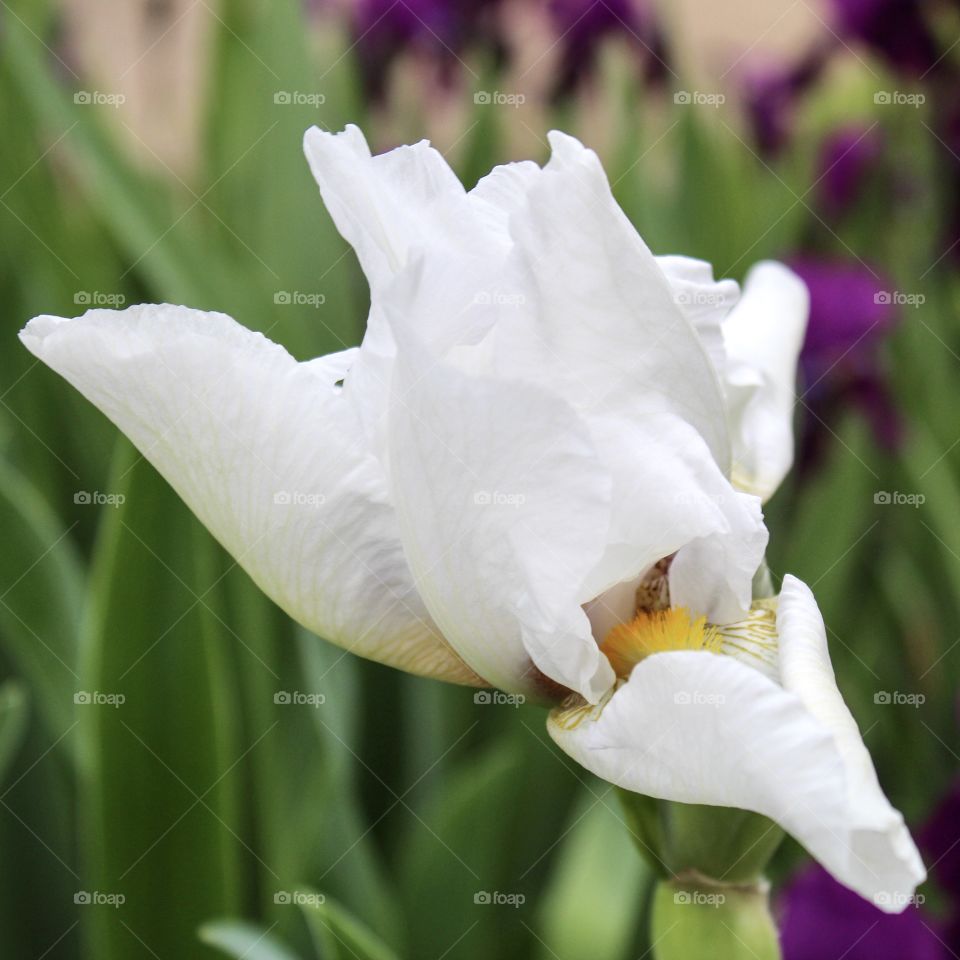 White Iris