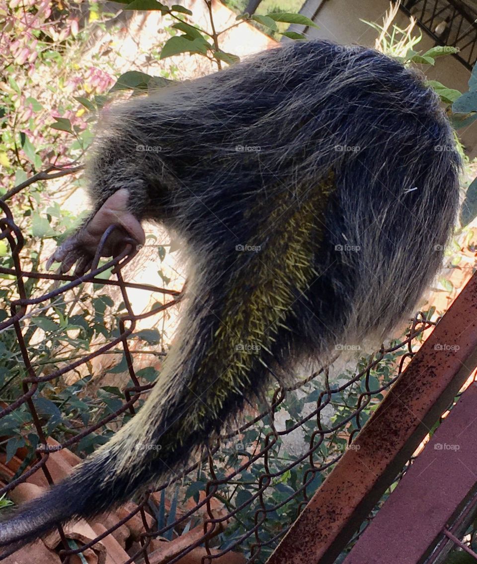 A legitimate hedgehog, or porcupine as it is known here in Brazil.  He didn't want to smile at the photo ... / Um legítimo ouriço, ou, porco-espinho como é conhecido aqui no Brasil. Ele não quis sorrir para a foto...