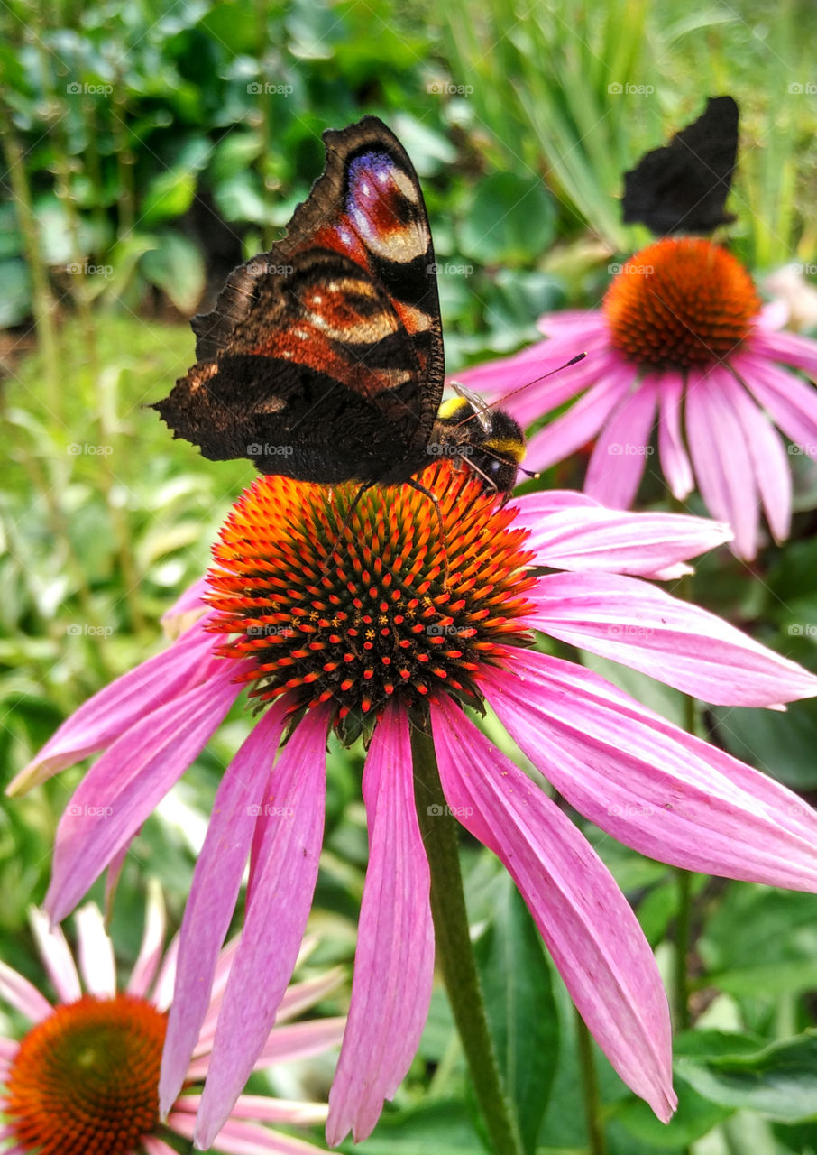 Peacock butterfly sitting on a flower echinacea