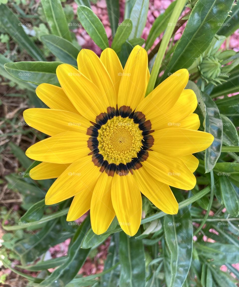 🌹 🇺🇸 Very beautiful flowers to brighten our day.  Live nature and its beauty. Did you like the delicate petals? / 🇧🇷 Flores muito bonitas para alegrar nosso dia. Viva a natureza e sua beleza. Gostaram das pétalas delicadas? 