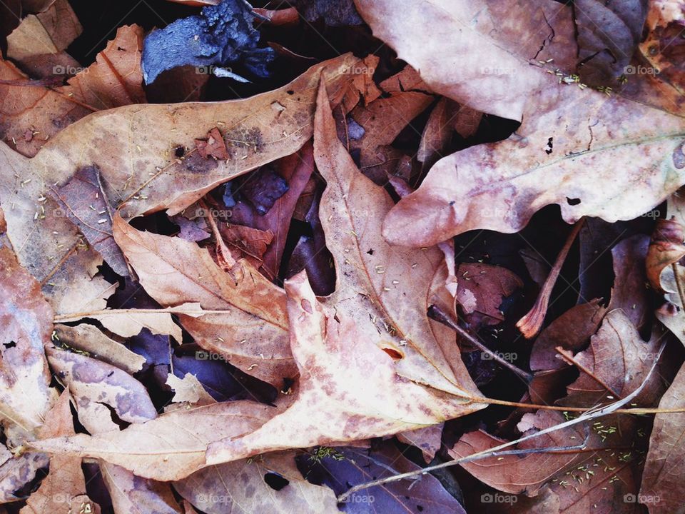 Dry leaves