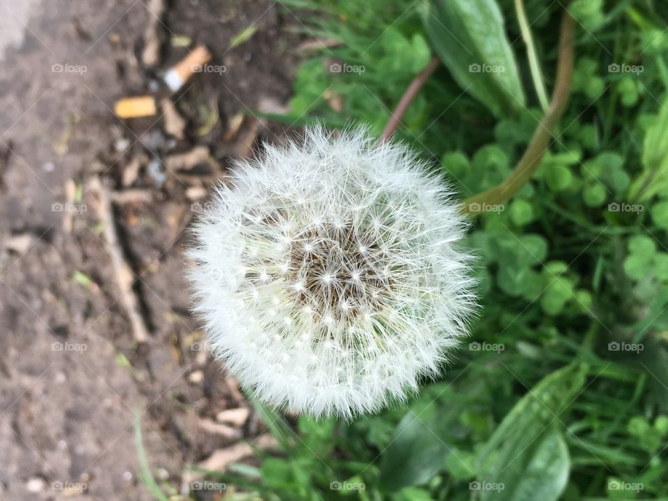 Dandelion 