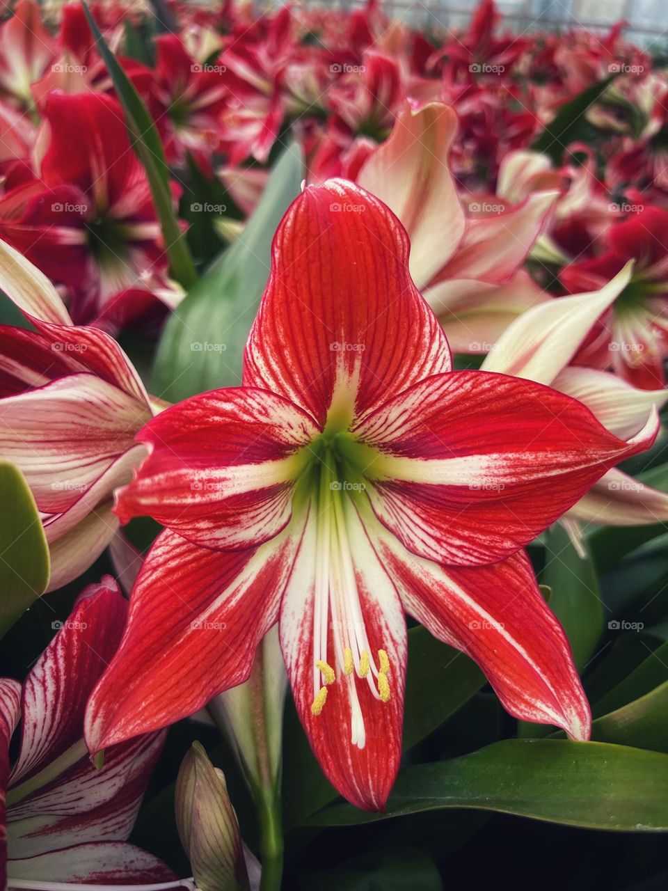 Amaryllis