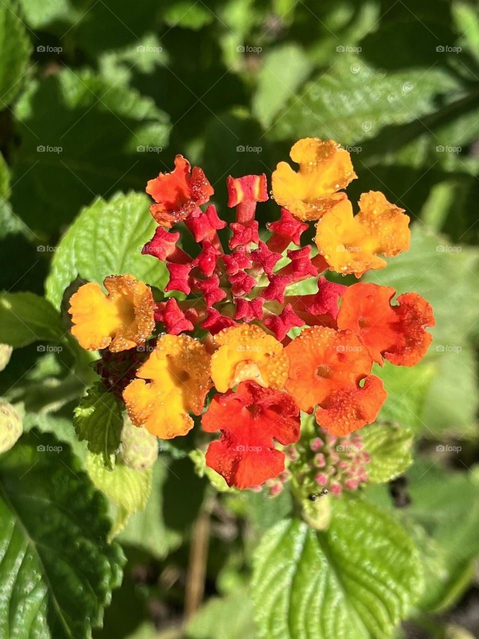 Autumn colors on a unique flower