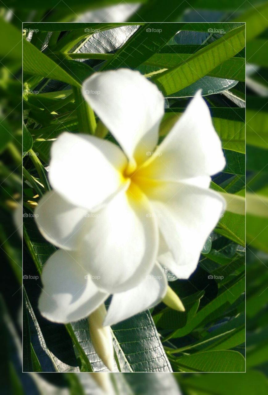 The templetree. the templetree in the garden