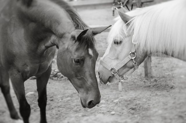 The Meeting. My horses meet for the first time...it's a love hate relationship...