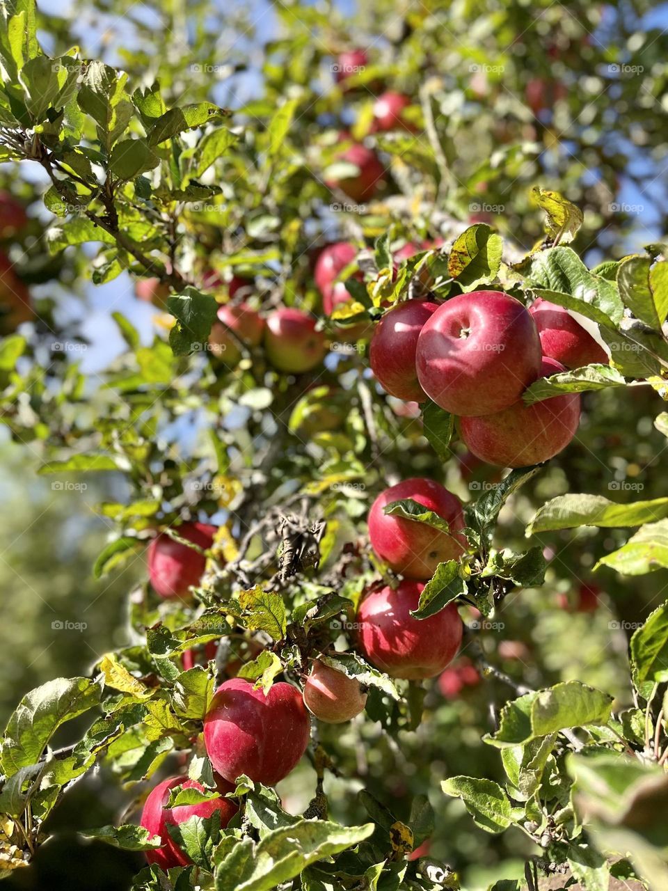 Some red apples on the tree 